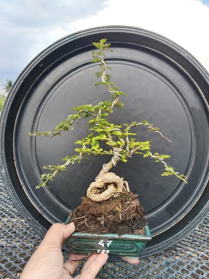 Chọn cây cần thăng phong thủy tốt