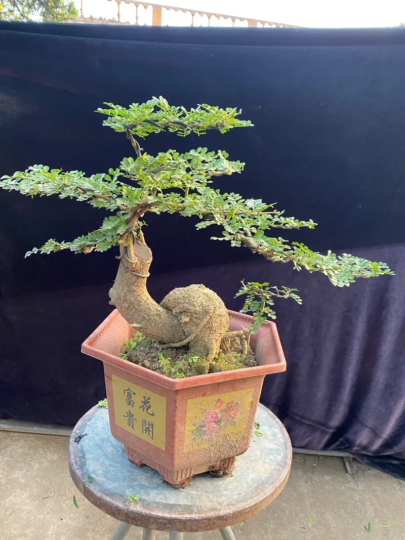 Cách phối đá cây cần thăng sành