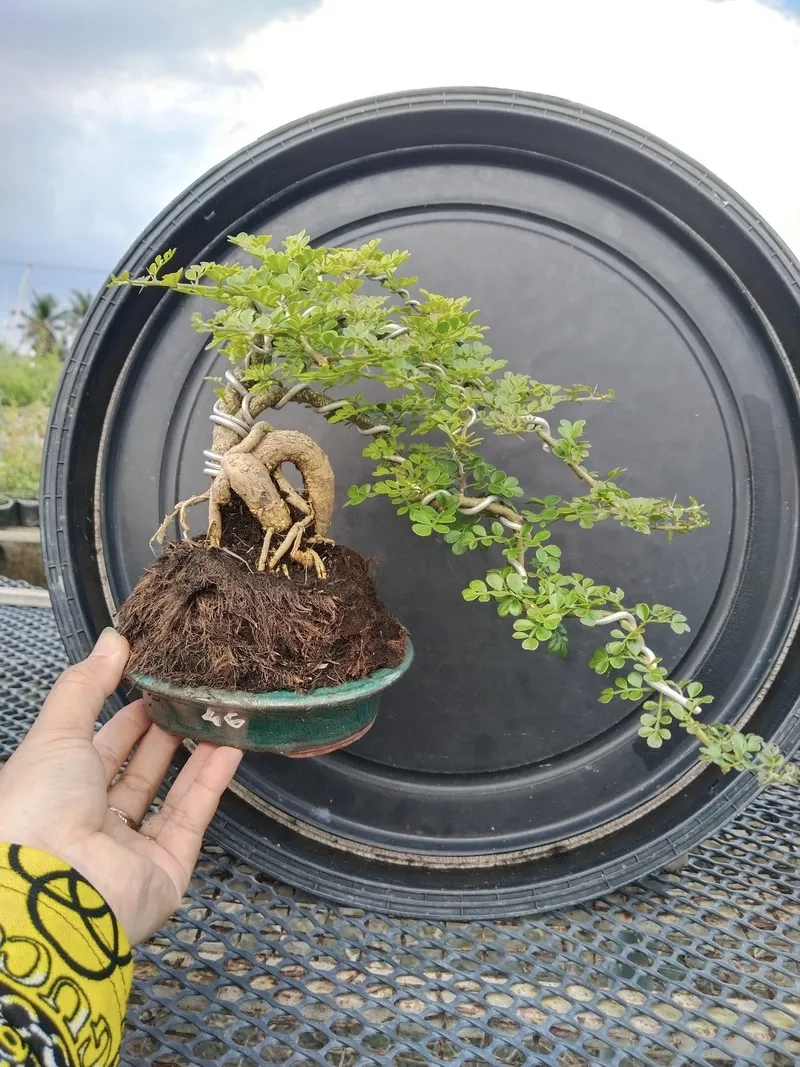 Gốc cần thăng cổ thụ sần sùi