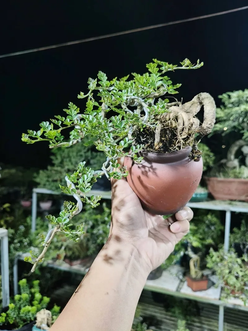 Vẻ đẹp cần thăng lá nhỏ xanh mướt