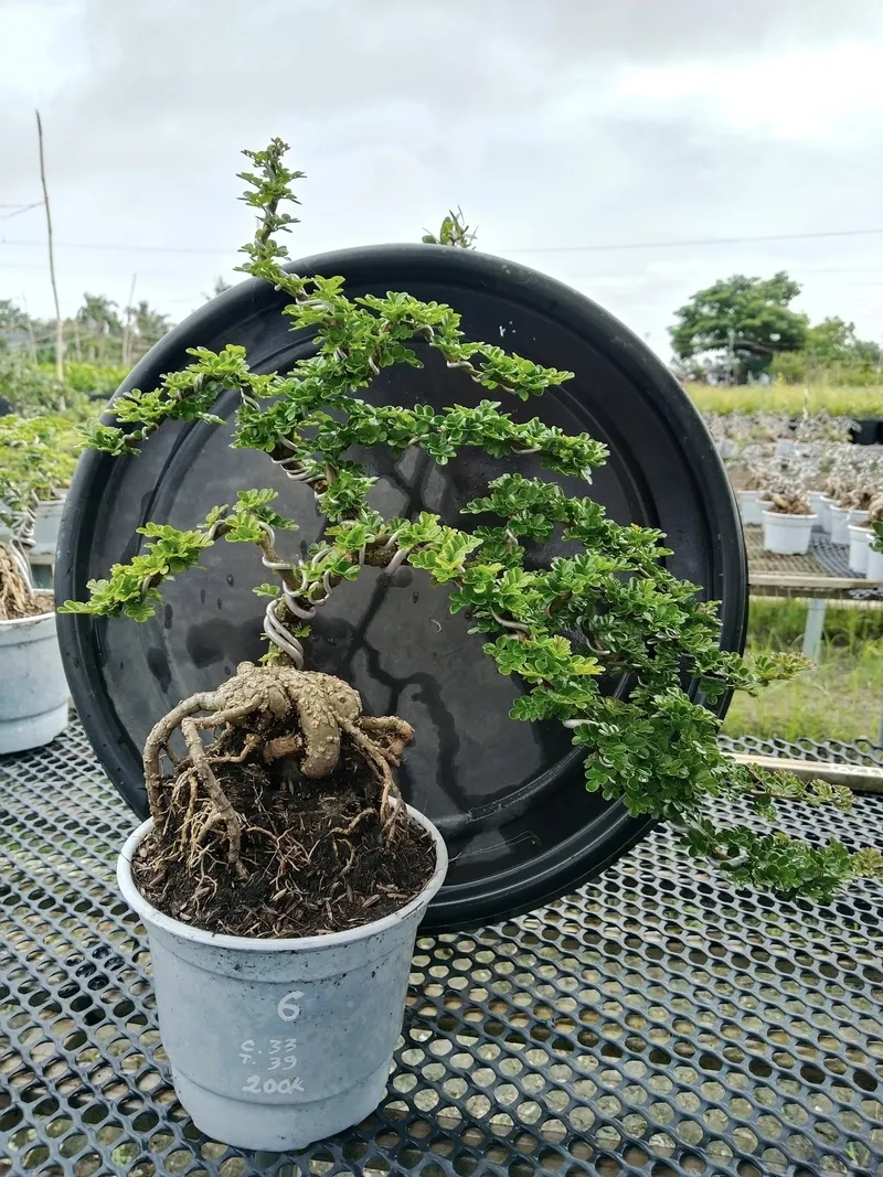 Học kỹ thuật uốn cần thăng chuẩn