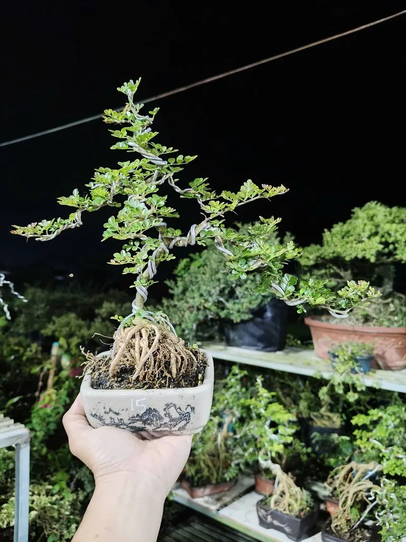 So sánh cần thăng và kim quýt khác