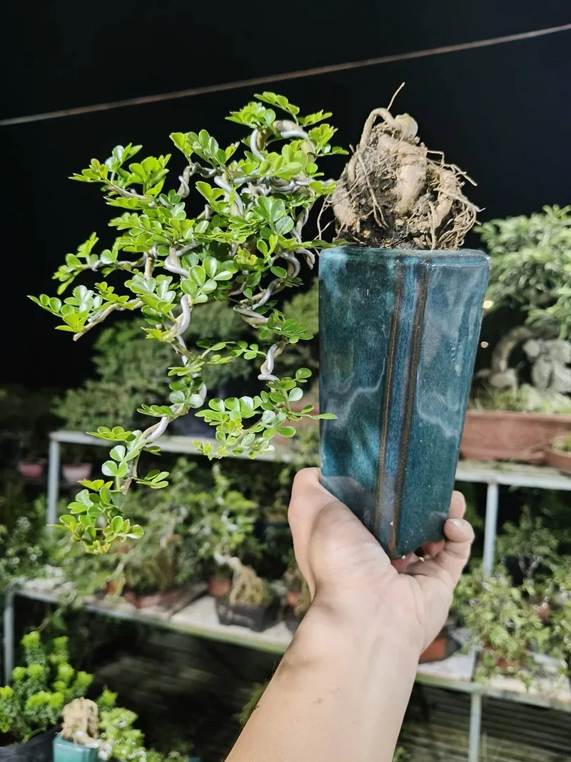 Mẫu cây cần thăng bonsai lớn uy nghi