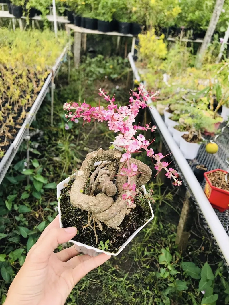 Hình dáng cần thăng quái độc lạ