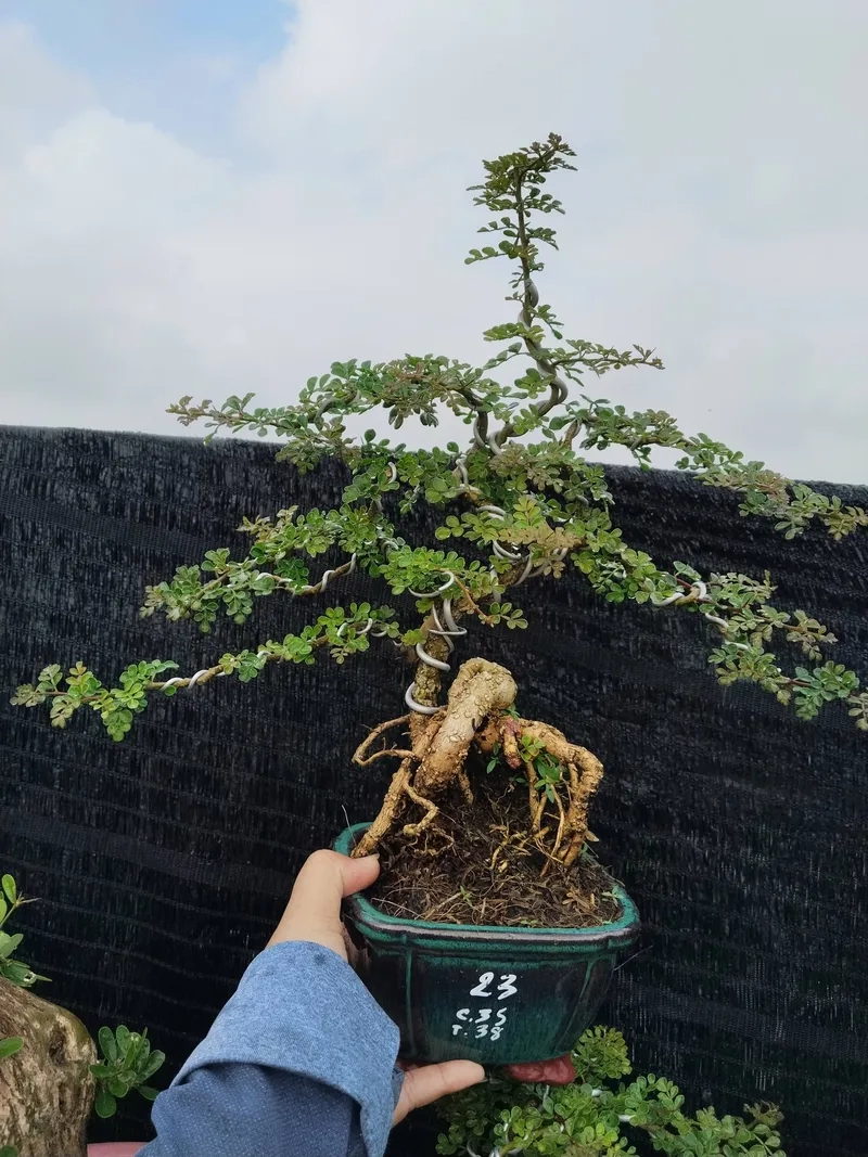 Mẹo cách chăm sóc cây cần thăng tốt