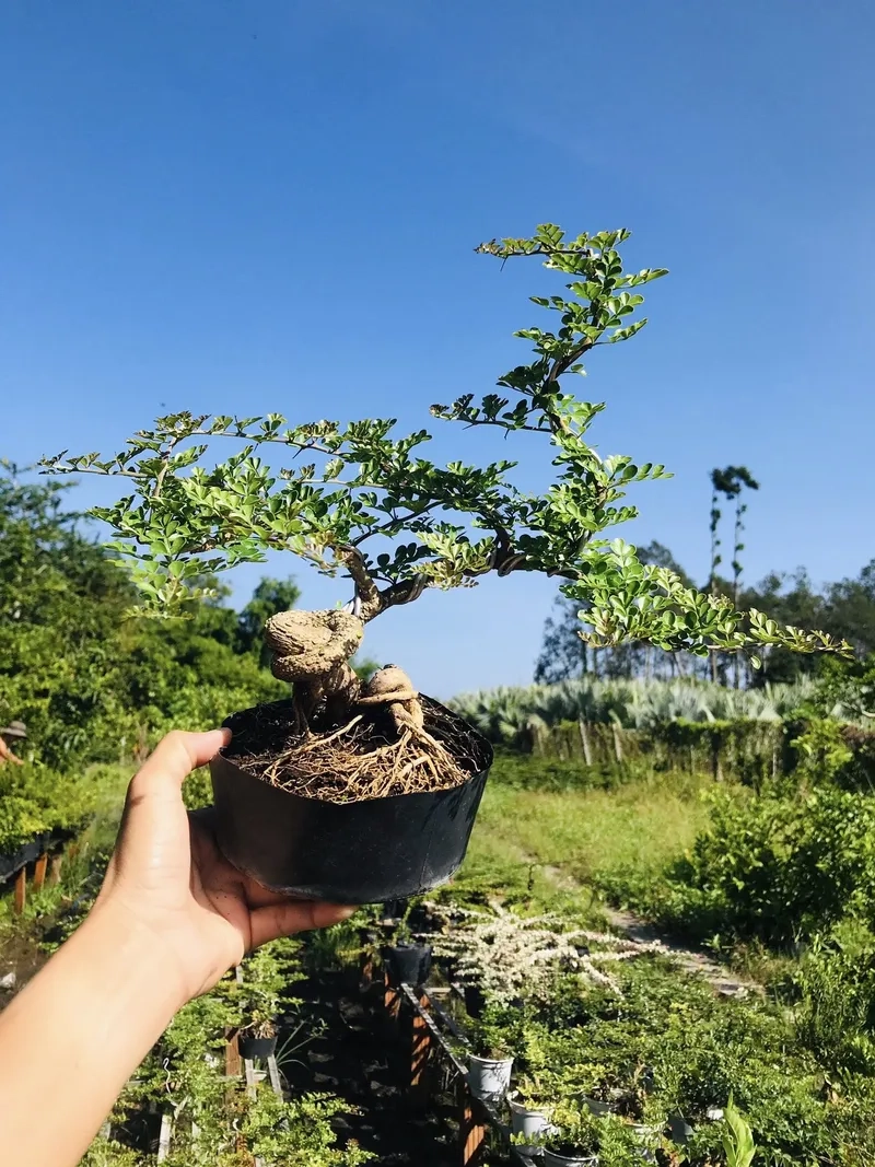 Xử lý cần thăng bị rụng lá hiệu quả