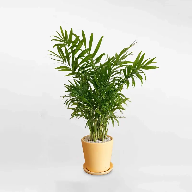 Cây Cau Tiểu Trâm nhỏ gọn đẹp cây cau tiểu trâm để bàn