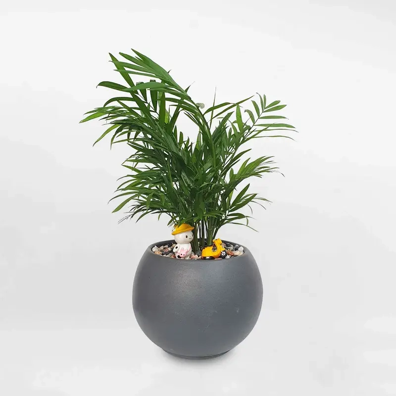 Cây Cau Tiểu Trâm dễ mua bán cây cau tiểu trâm uy tín