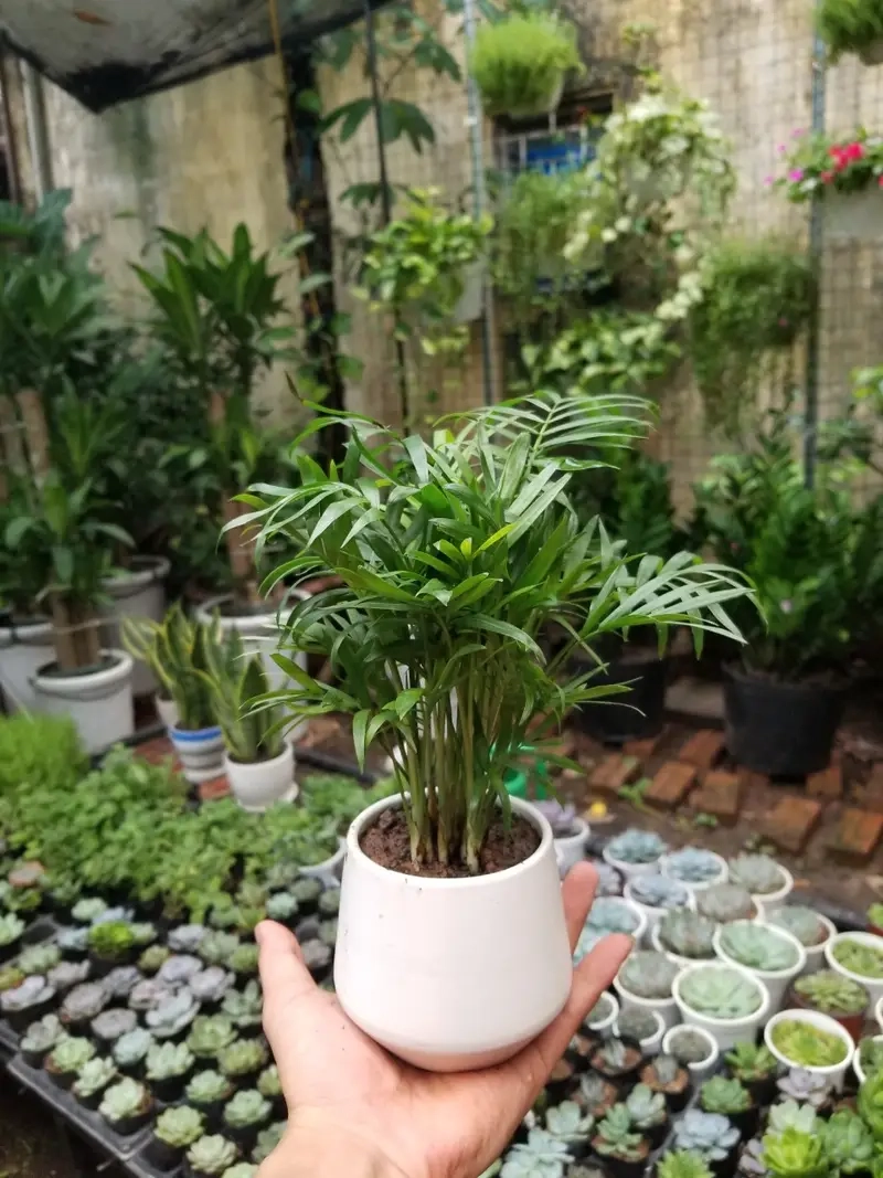 Cây Cau Tiểu Trâm dễ chăm cau tiểu trâm trồng thủy sinh