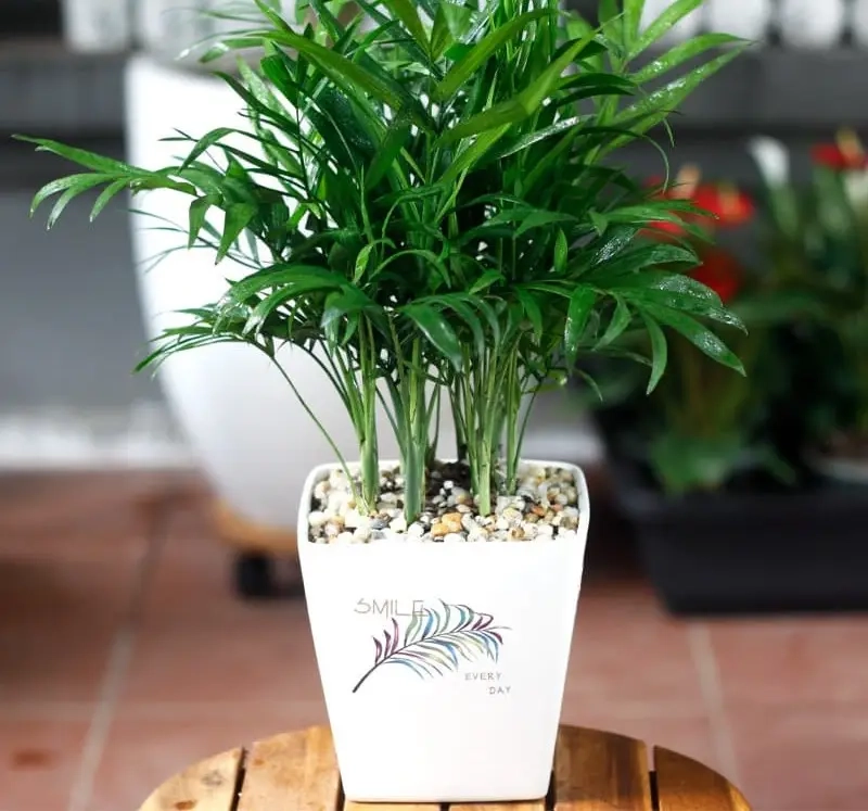 Cây Cau Tiểu Trâm hợp túi tiền giá cây cau tiểu trâm