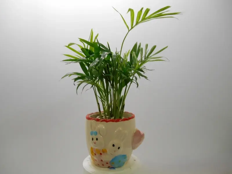 Cây Cau Tiểu Trâm nổi bật hình ảnh cây cau tiểu trâm