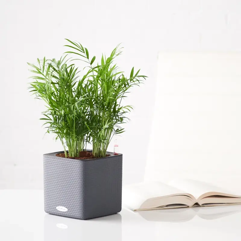 Cây Cau Tiểu Trâm hút lộc cây cau tiểu trâm mang lại may mắn