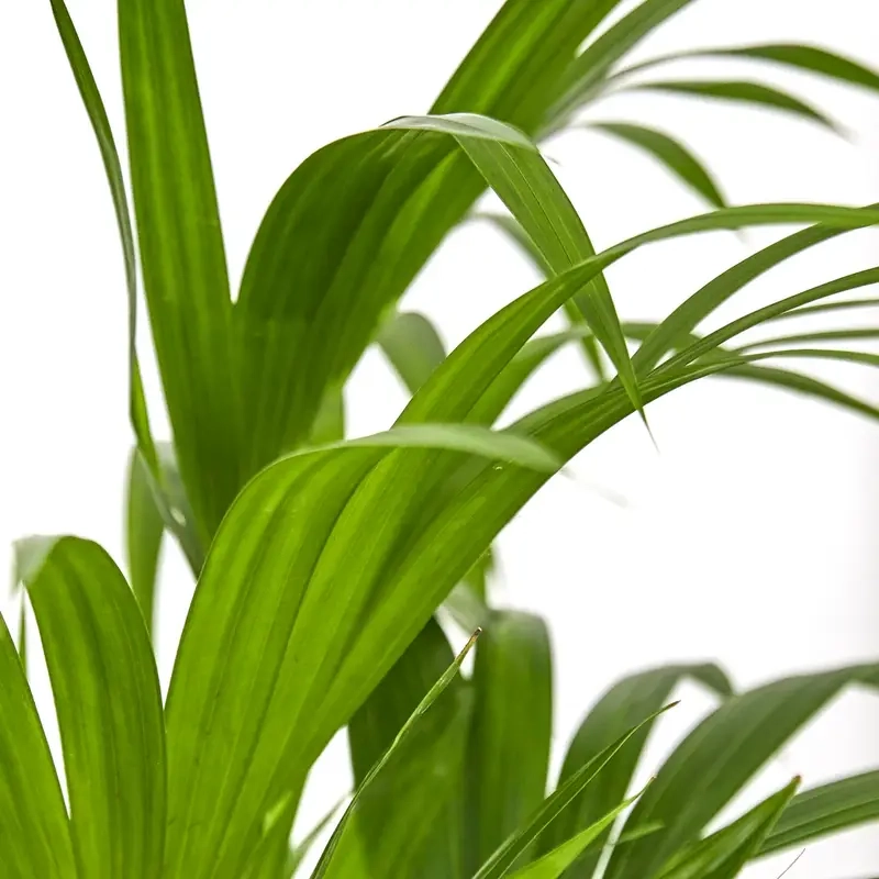 Cây Cau Tiểu Trâm cân bằng cây cau tiểu trâm ảnh hưởng phong thủy ra sao