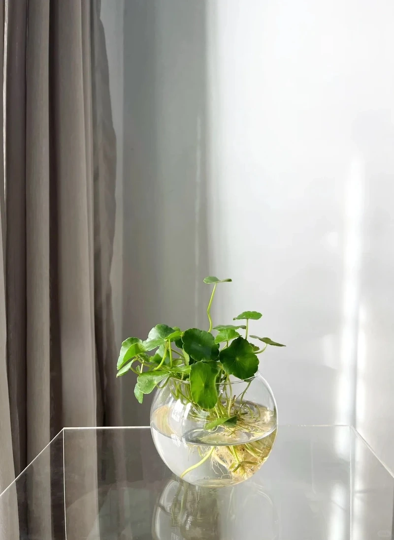 Cây cỏ đồng tiền phong thủy thu hút tài lộc may mắn