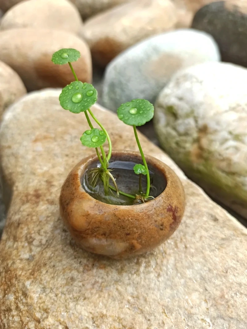 Cây cỏ đồng tiền trong nhà phù hợp nhiều không gian