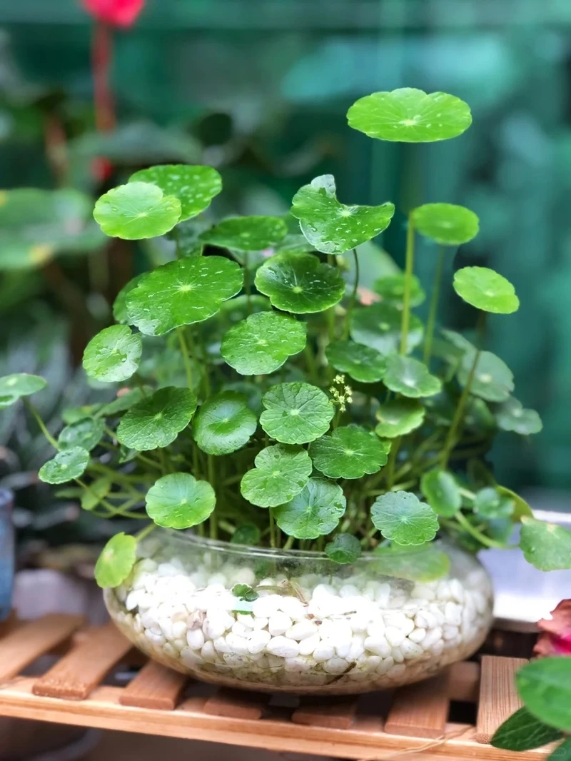 Cây cỏ đồng tiền mini nhỏ xinh dễ bố trí