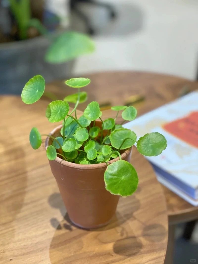 Cây cỏ đồng tiền trang trí làm sáng góc sống