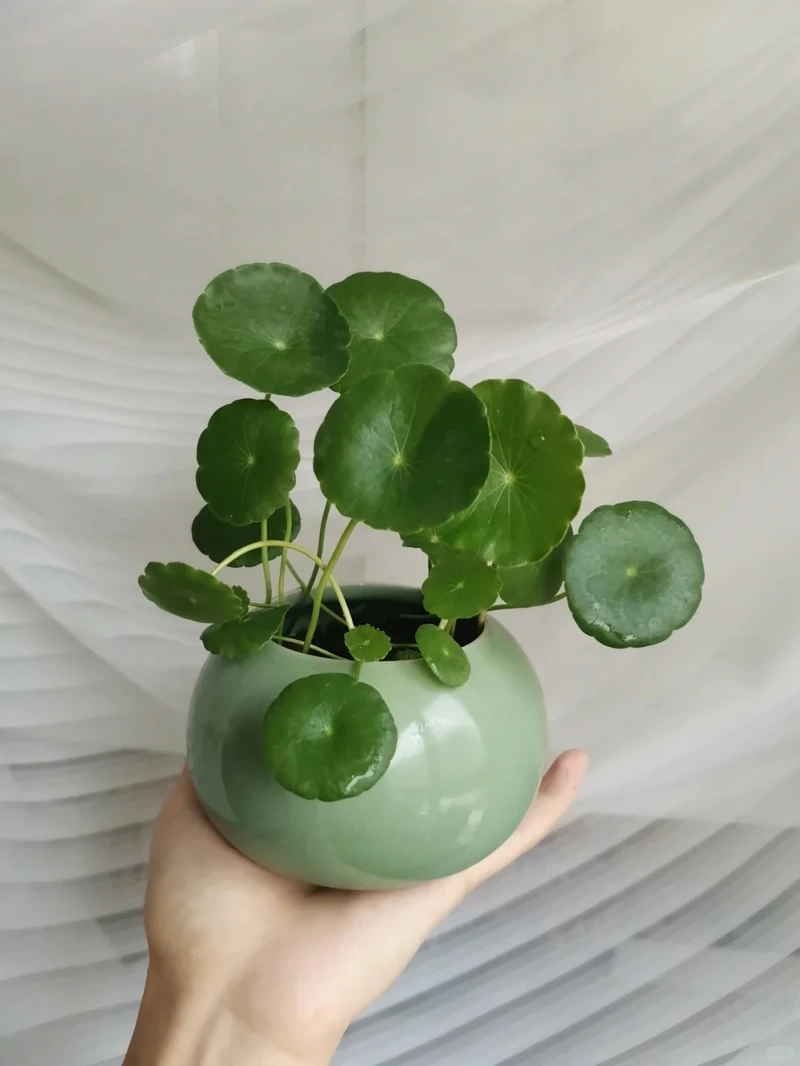 Cây cỏ đồng tiền để bàn làm việc tăng cảm hứng mỗi ngày