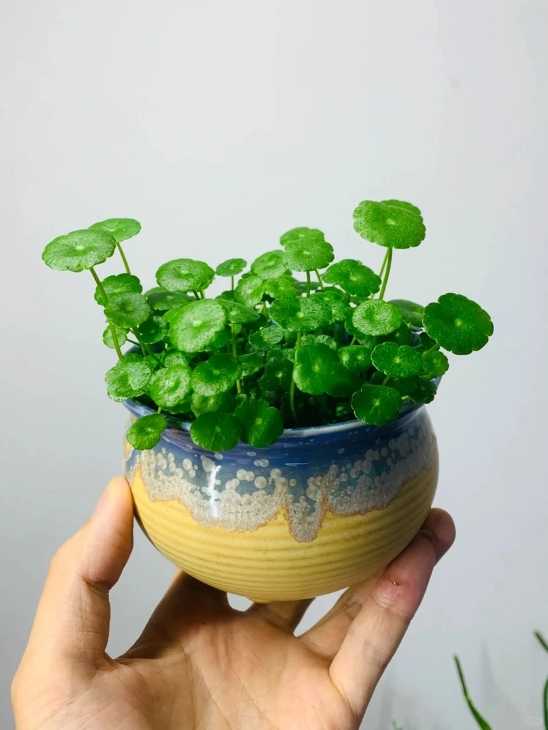 Cây cỏ đồng tiền thủy sinh xanh mát tự nhiên