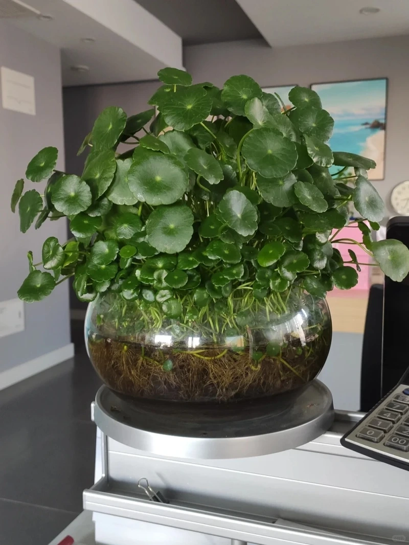 Cây cỏ đồng tiền trồng chậu tiện chăm sóc lâu dài