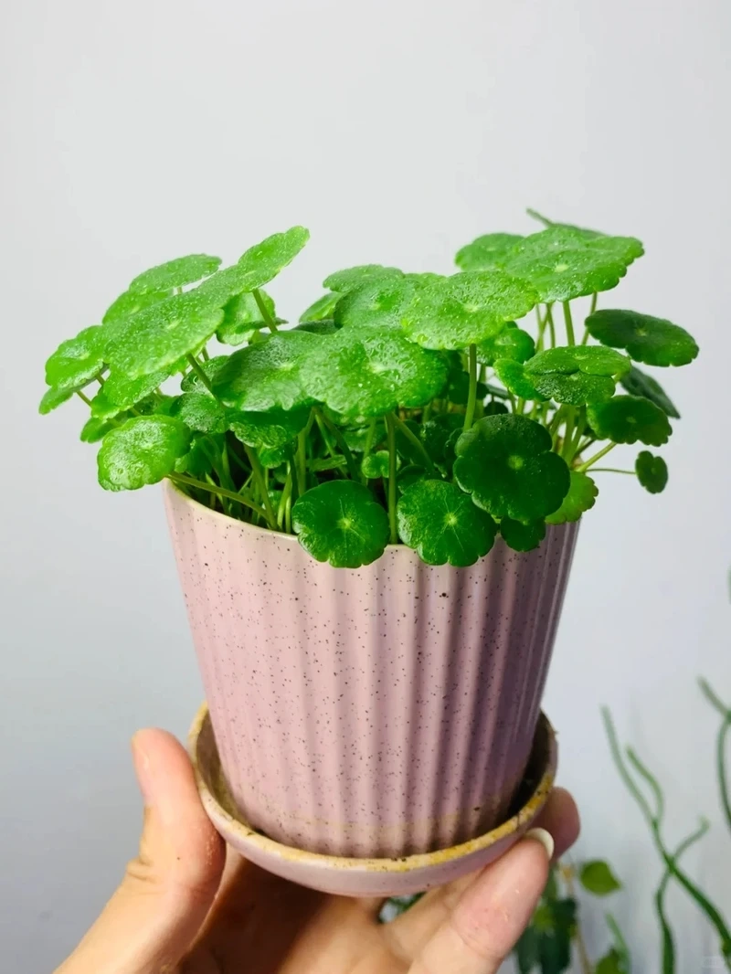 Cây cỏ đồng tiền để bàn học giúp không gian sinh động