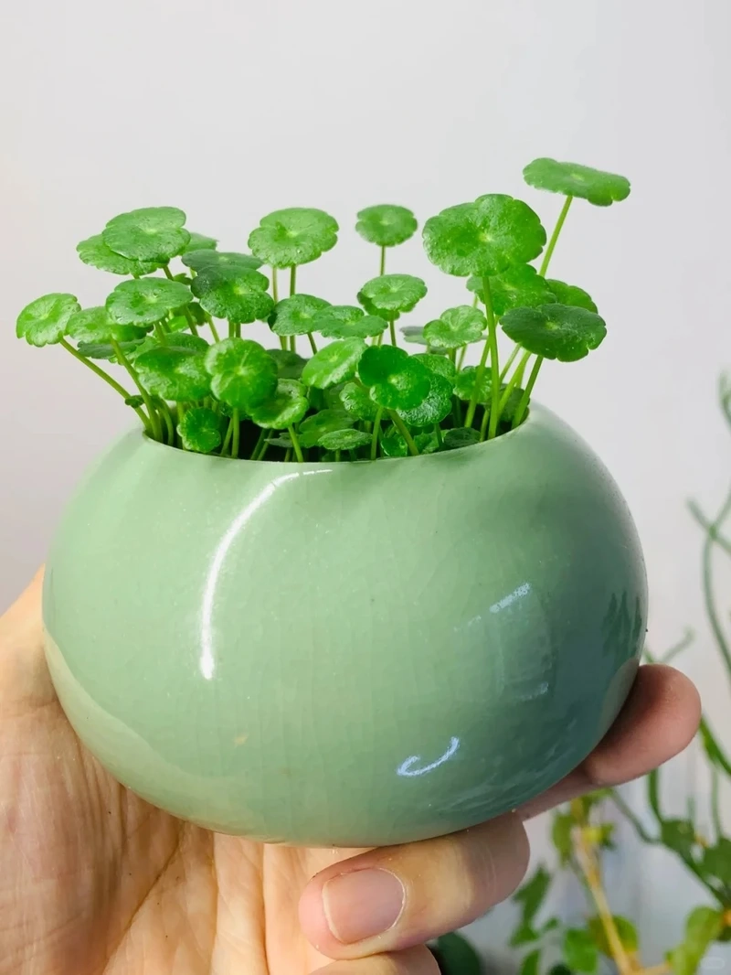 Cây cỏ đồng tiền để phòng khách tạo điểm nhấn nhẹ nhàng