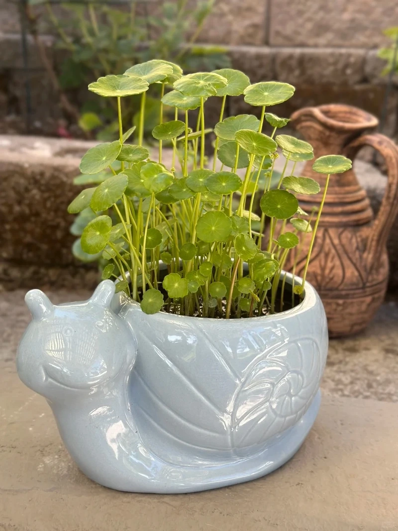 Cây cỏ đồng tiền tiểu cảnh nhỏ gọn mà cuốn hút