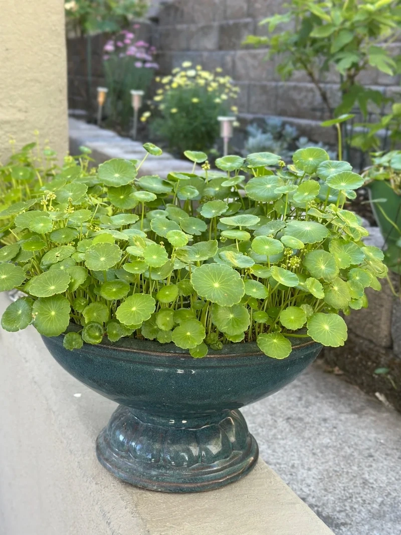 Cây cỏ đồng tiền phong cách tối giản tinh gọn thanh lịch