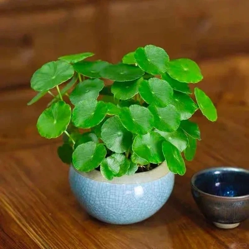 Cây cỏ đồng tiền trang trí nhà tạo cảm giác thư giãn