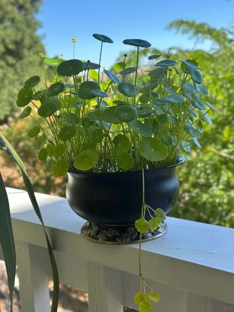 Cây cỏ đồng tiền dễ chăm sóc phù hợp người bận rộn