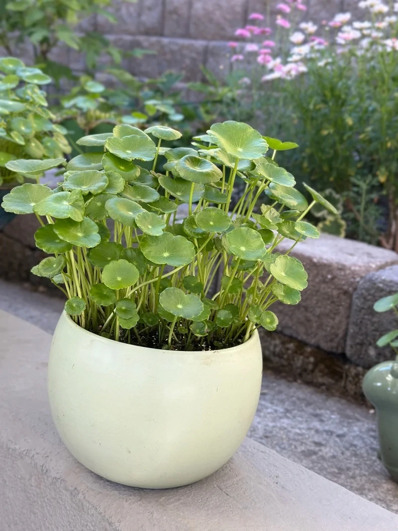 Cây cỏ đồng tiền mang ý nghĩa tài lộc được ưa chuộng