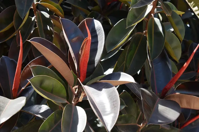 Cây Đa Búp Đỏ đẹp mang sắc đỏ rực rỡ cho không gian