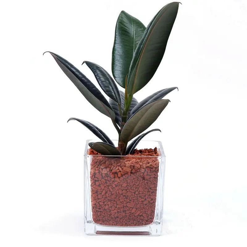 Bán Cây Đa Búp Đỏ lớn nhỏ phù hợp mọi không gian sống