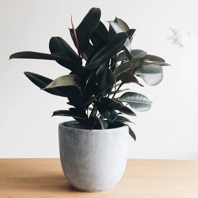 Bán Cây Đa Búp Đỏ lớn làm điểm nhấn trong phòng khách