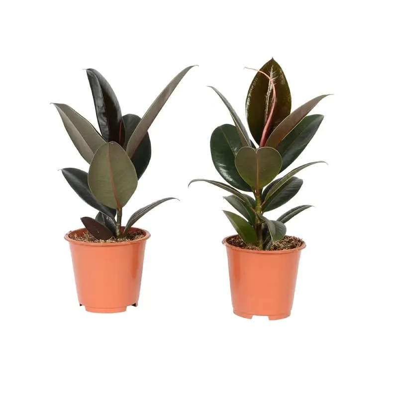 Cách trồng Cây Đa Búp Đỏ để bàn hay trong nhà thuận tiện