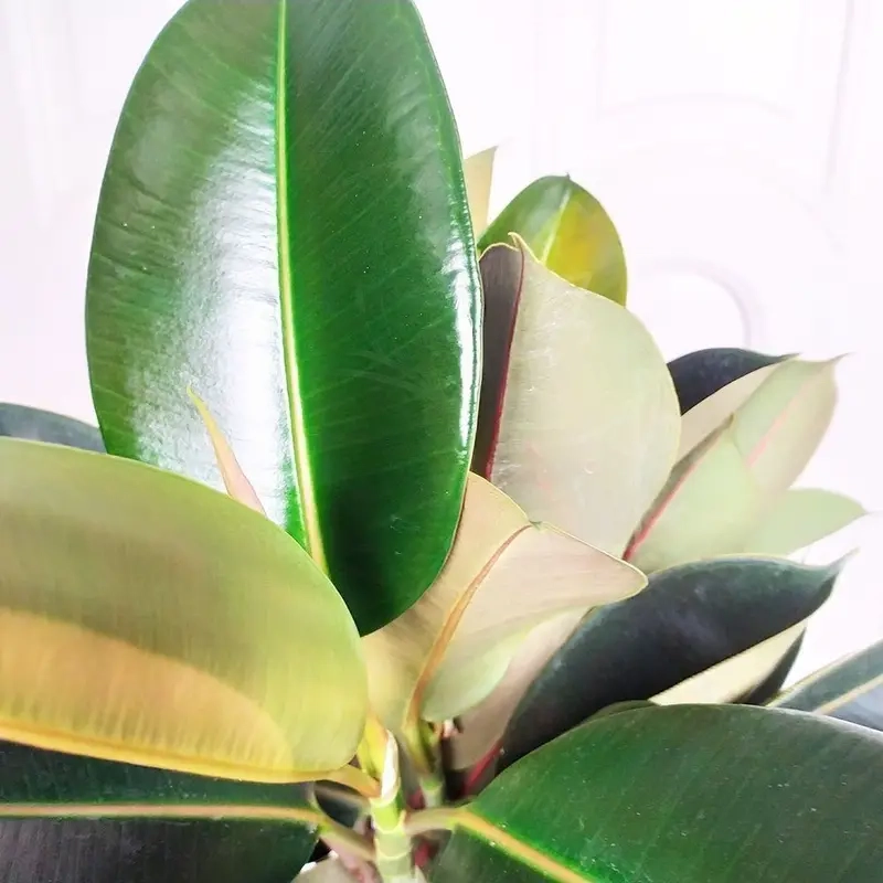 Cây Đa Búp Đỏ lớn tạo không gian xanh mát và sang trọng