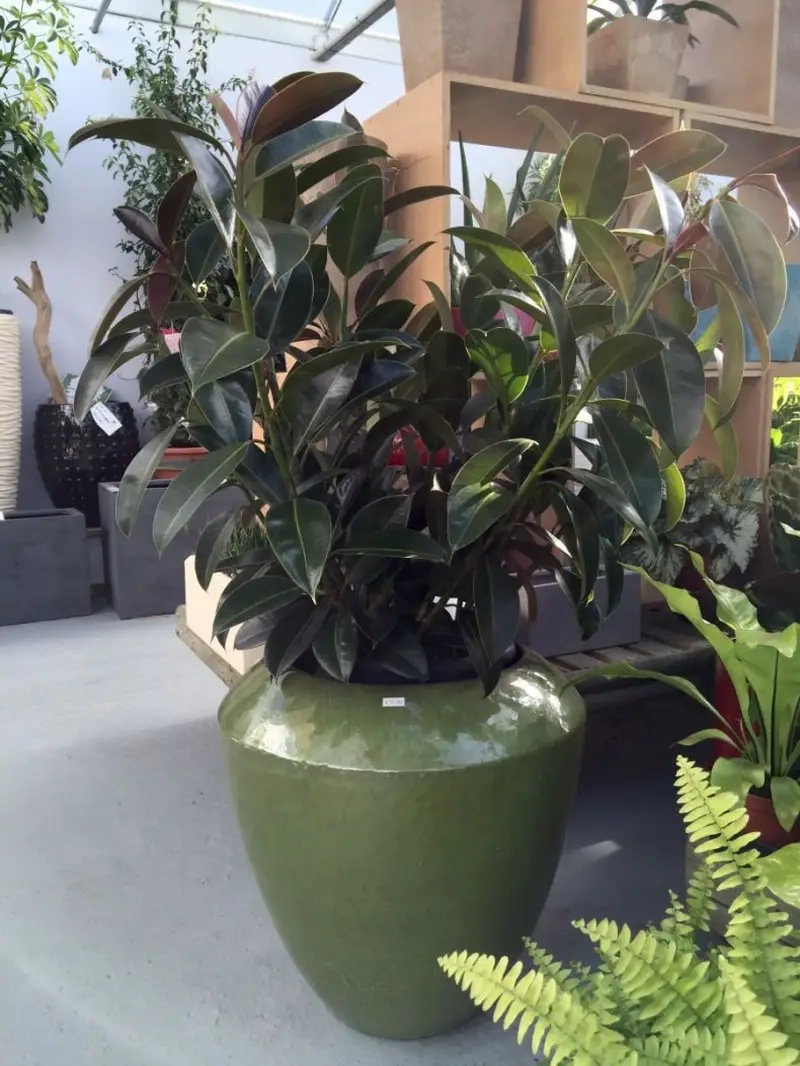 Cây Đa Búp Đỏ trồng trong nhà giúp không gian thêm sinh động