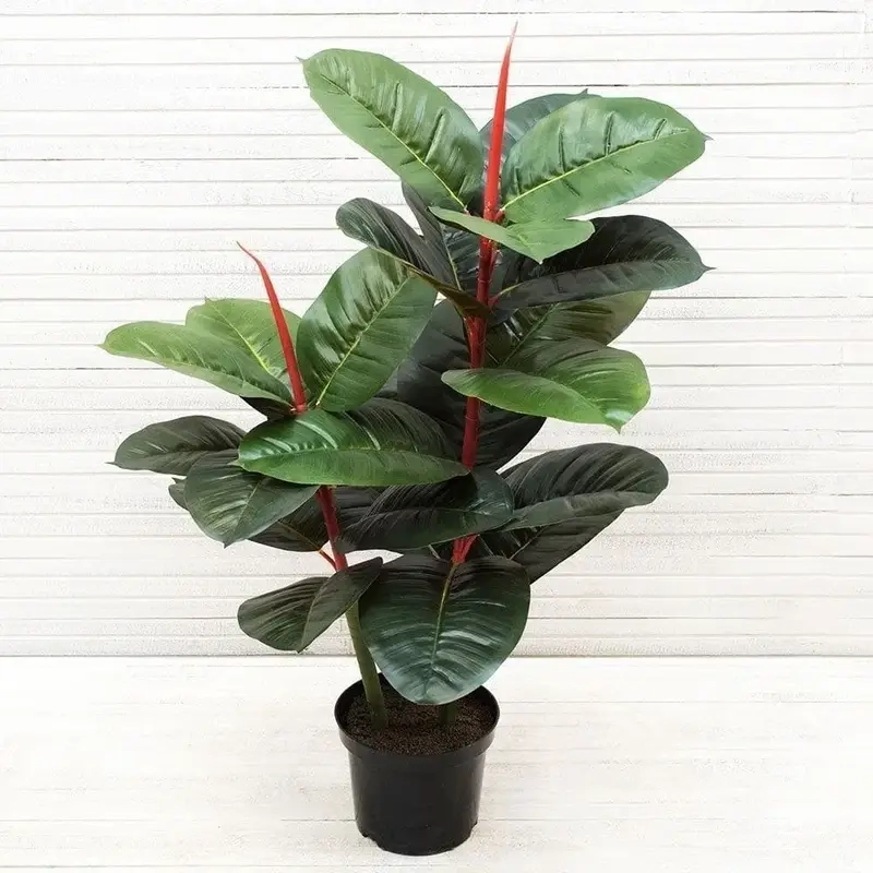 Cây Đa Búp Đỏ giá bao nhiêu dễ dàng tìm kiếm và lựa chọn