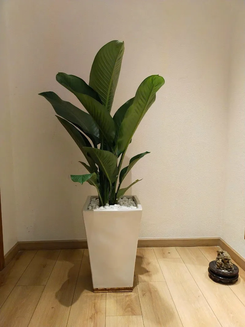 Không gian sang trọng với đại phú gia cây đại phú gia