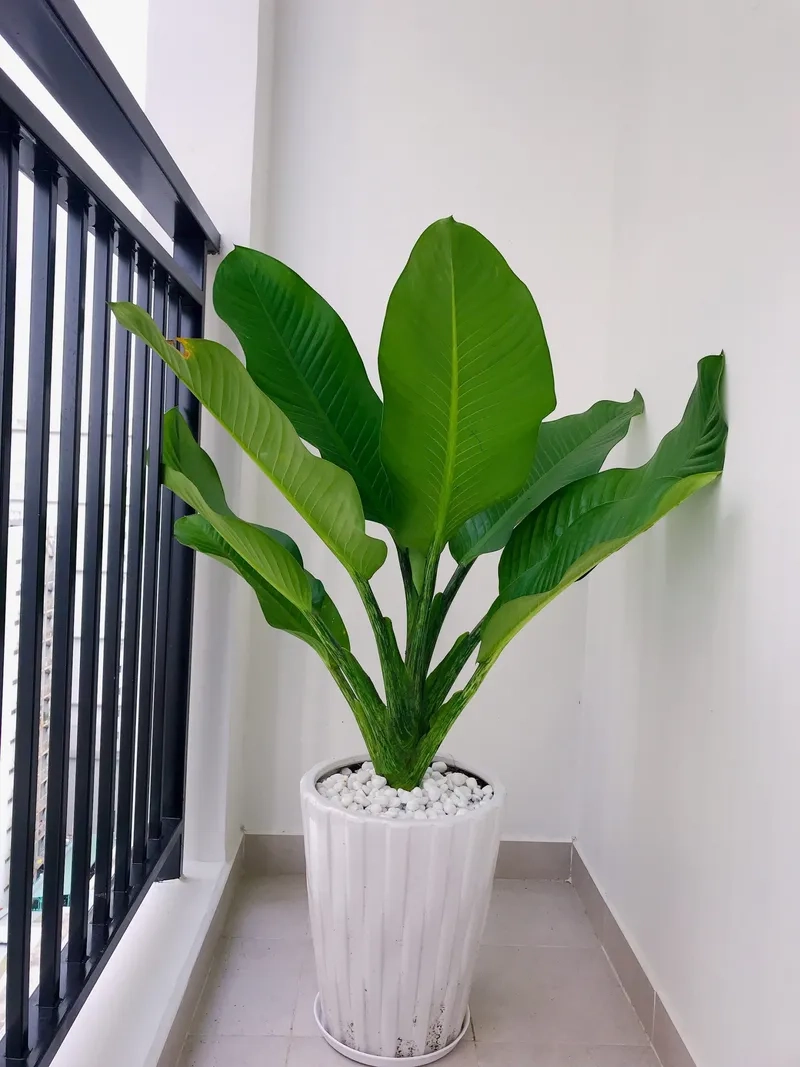 Địa chỉ uy tín bán cây đại phú gia chuẩn phong thủy