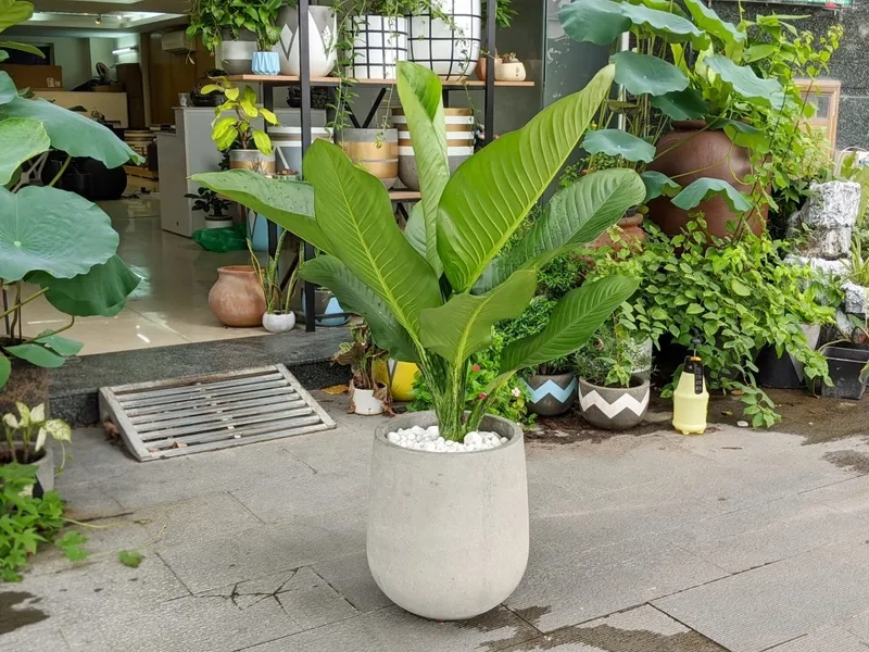 Hướng dẫn chiết cây đại phú gia giúp cây khỏe mạnh