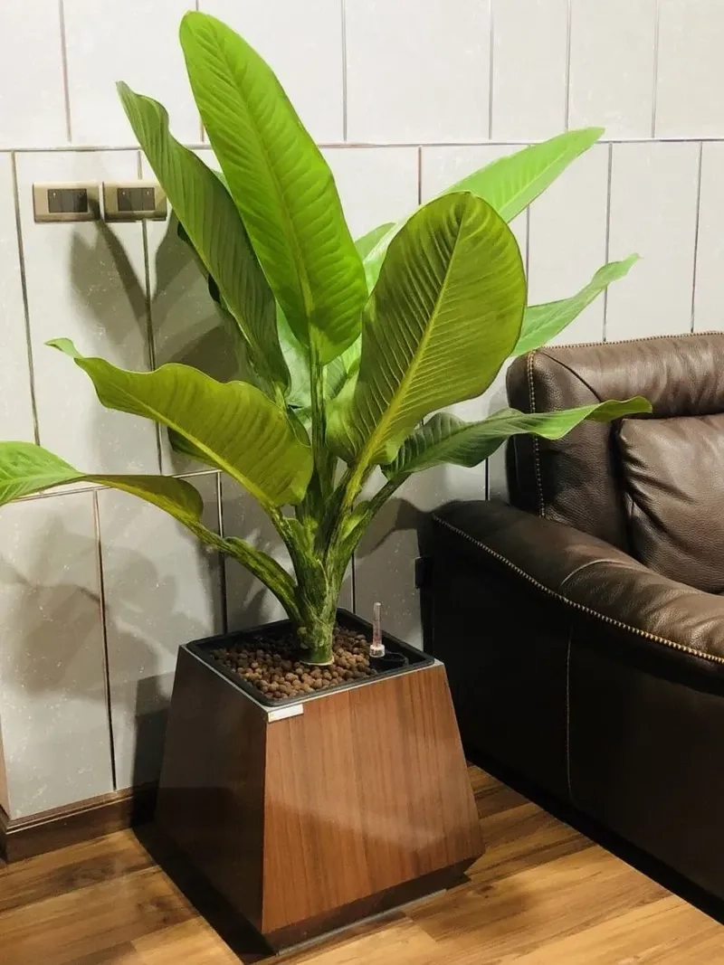 Lựa chọn chậu trồng cây đại phú gia hài hòa đẹp mắt