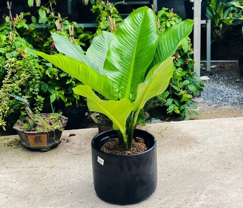 Áp dụng cách chăm sóc cây đại phú gia đúng chuẩn