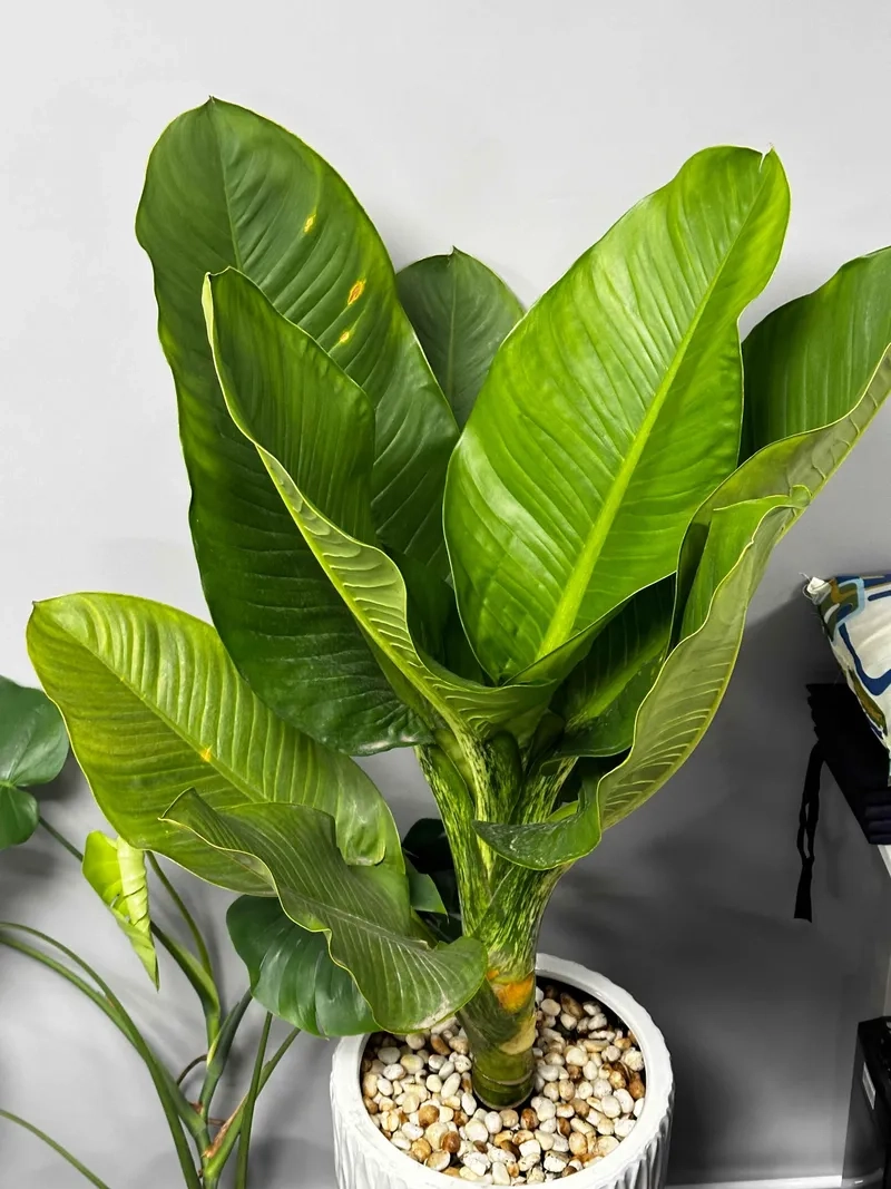 Khoảnh khắc hiếm gặp cây phú gia ra hoa trên cây đại phú gia