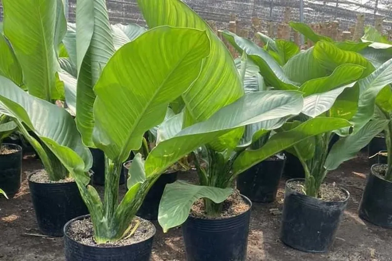 Cập nhật giá cây đại phú gia phù hợp nhiều nhu cầu