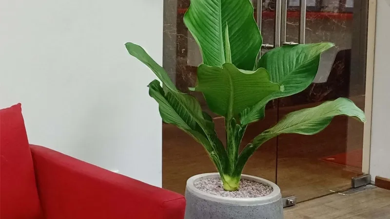 Khám phá ý nghĩa cây đại phú gia trong phong thủy