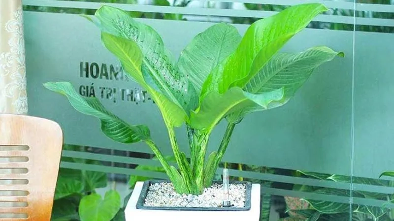 Bố trí cây đại phú gia trong nhà tăng sinh khí