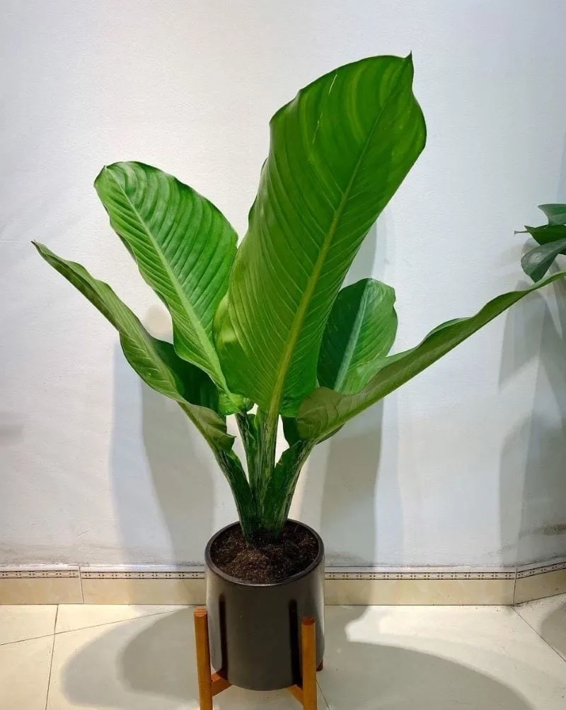 Chiêm ngưỡng hình ảnh cây đại phú gia đẹp tự nhiên