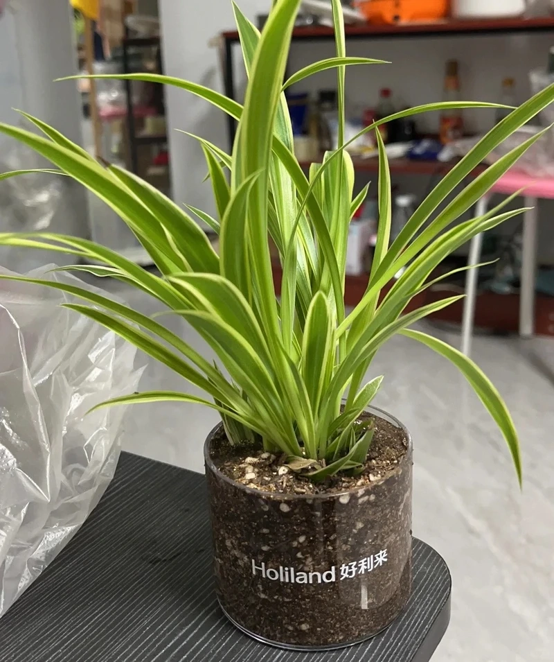 Góc làm việc tươi mới với cây Dây Nhện để bàn