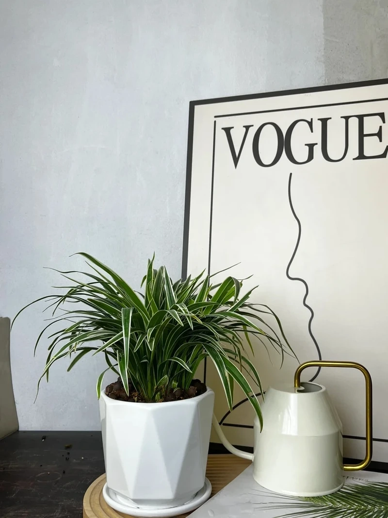 Trang trí nhà xanh mát với cây Dây Nhện trong nhà